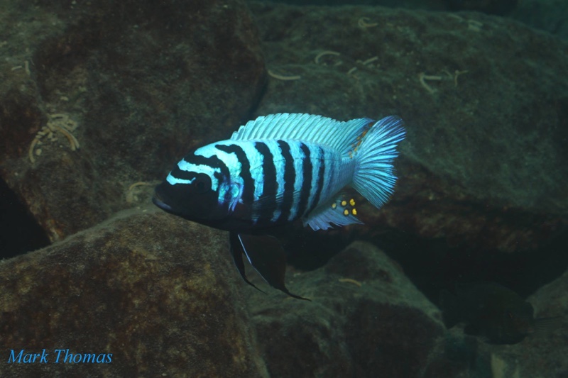 Maylandia zebra 'Mitande Reef (Rocks)'